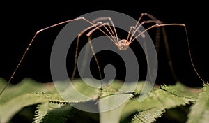 Macro of Opilione spider aka harvestman, harvester, or daddy longlegs