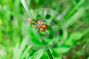 Macro of the orange black bug looking to camera