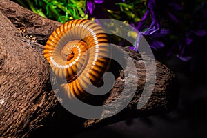 Macro of orange and brown millipede on wooden, Millipede coiled, Disambiguation