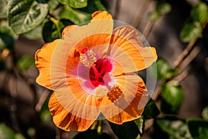 Macro of orange China Rose flower