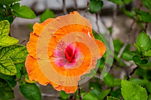 Macro of orange China Rose flower