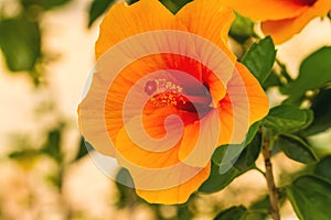 Macro of orange China Rose flower (Chinese hibiscus, Hibiscus rosa-sinensis , Hawaiian hibiscus , shoe flower )