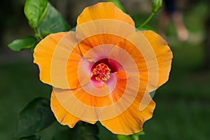 Macro of orange China Rose flower. Hibiscus