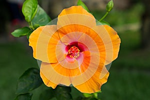 Macro of orange China Rose flower. Hibiscus