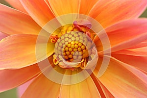 Macro of a orange color dalia flower closeup