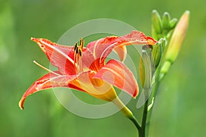 Macro of orange day-lily