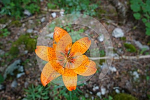 Macro on an orange flower in summer