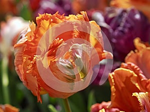 Macro of a orange fringed tulip in a tulip field