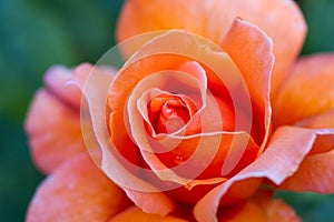Makro z oranžový ruže 