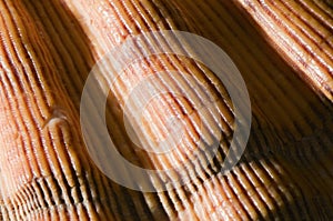 Macro of orange shell near