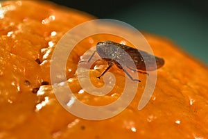 Macro on Orange Surface