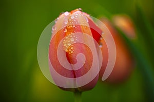 A macro orange tulip flowers is blooming