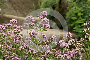 Macro oregano on the stone steps. photo