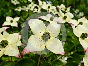 Macro of the ornamental plant - the Kousa dogwood Cornus kousa with yellow-green flowers blooming in spring