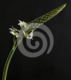 macro of Ornithogalum pyramidale on dark background photo