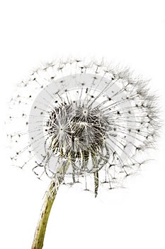 Macro of an overblown fluffy dandelion.