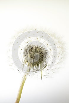 Macro of an overblown fluffy dandelion.