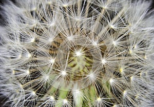 Macro of an overblown fluffy dandelion.