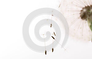 Macro of an overblown fluffy dandelion, creative floral layout, horizontal.