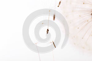 Macro of an overblown fluffy dandelion, creative floral layout, horizontal.