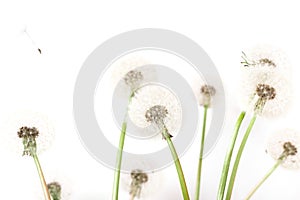 Macro of an overblown fluffy dandelion, creative floral layout, horizontal.