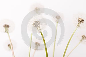 Macro of an overblown fluffy dandelion, creative floral layout, horizontal.