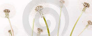 Macro of an overblown fluffy dandelion, creative floral layout, horizontal.