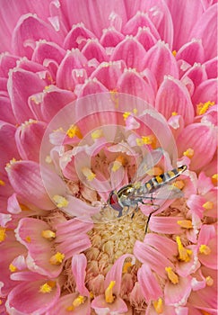 Macro overfly on pink flower