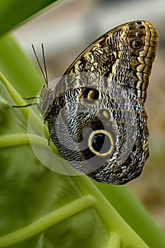 Macro of an owl butterfly