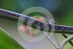 Macro of Painted bronzeback snake