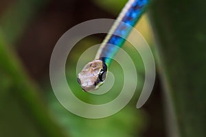 Macro of Painted bronzeback snake