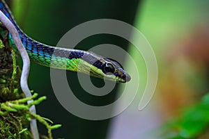 Macro of Painted bronzeback snake
