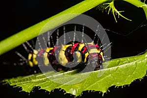 Macro of Painted Jezebel Delias hyparete caterpillars on backside of their host plant leaf in nature,Butterfly worm