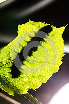Macro of Painted Jezebel Delias hyparete caterpillars on backside of their host plant leaf in nature,Butterfly worm