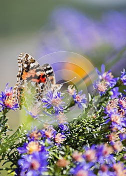 Macro Painted Lady Butterfly in Aster Flowers