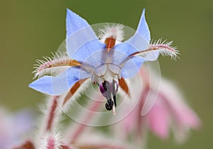 Pale blue borage flower macro