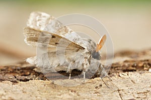 Macro of pale tussock moth