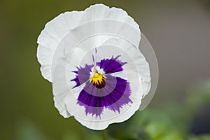 Macro Of A Pansy
