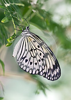 Macro Paper Kite Butterfly