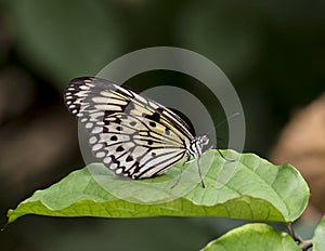 Macro Paper Kite Butterfly