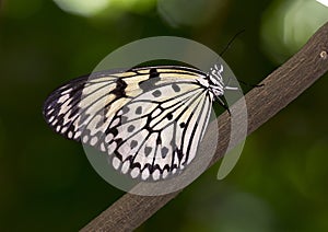 Macro Paper Kite Butterfly