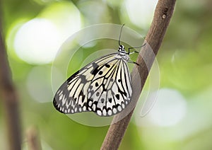 Macro Paper Kite Butterfly