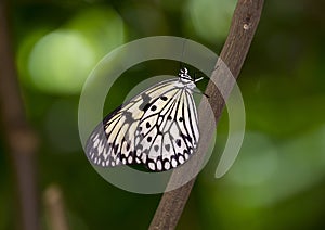 Macro Paper Kite Butterfly