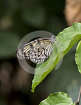 Macro Paper Kite Butterfly