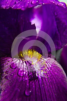 Macro part of beautiful spring purple iris flower with water drops on petals