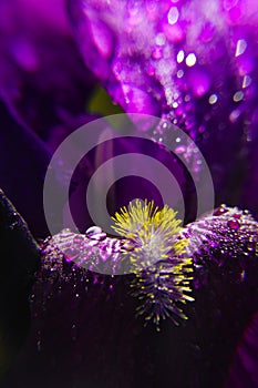Macro part of beautiful spring purple iris flower with water drops on petals