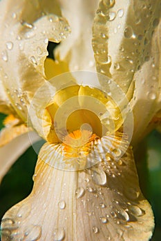 Macro part of beautiful spring yellow iris flower with water drops on petals