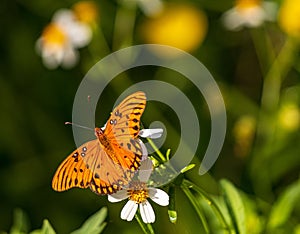 Macro of a passion butterfly (Dione vanillae) on a daisy