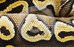 Macro on Pastel AVC ball python scales