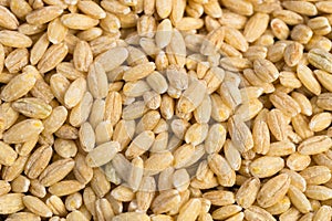 Macro Pearl Barley Whole Food